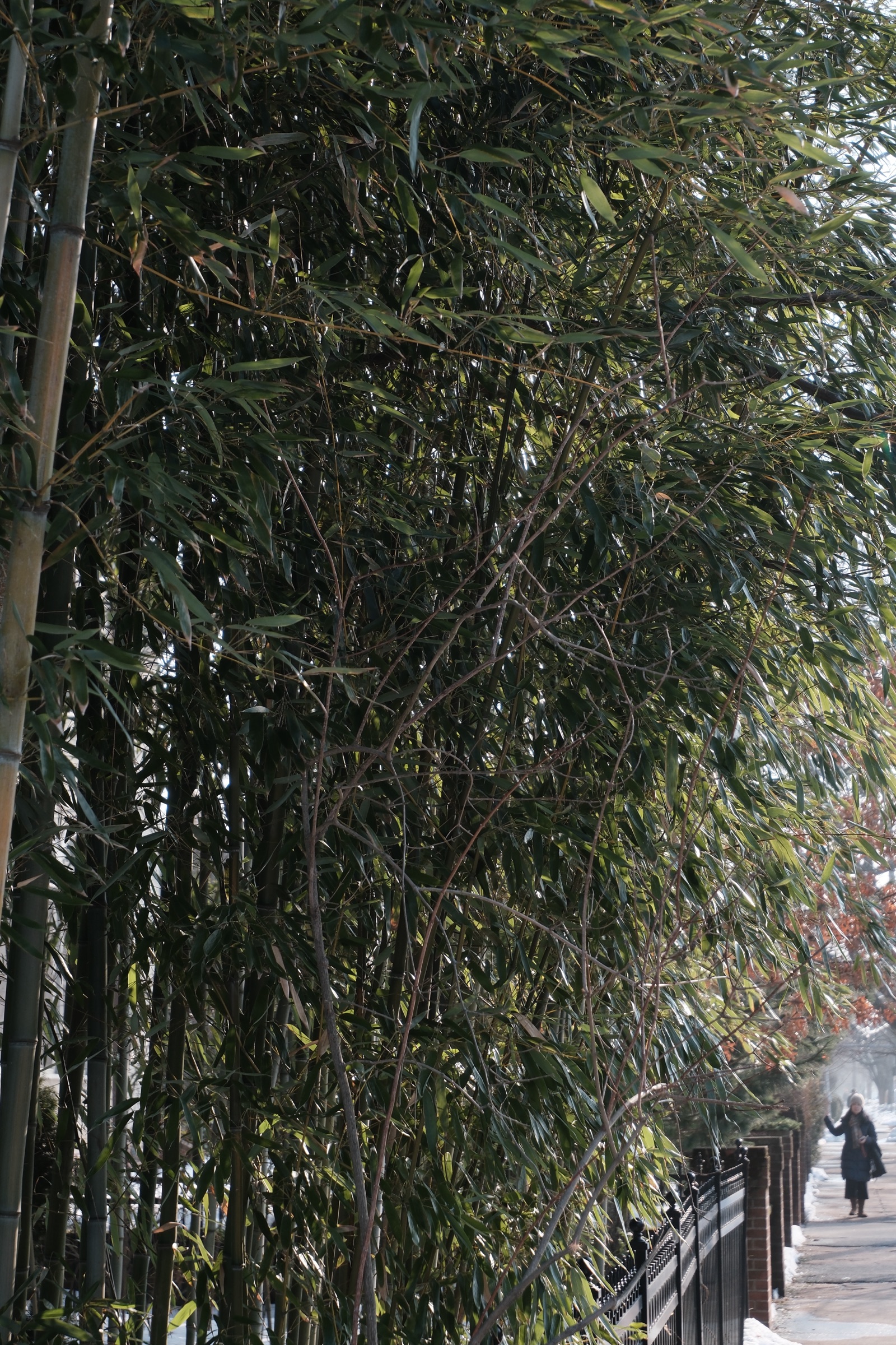 A bamboo grove pressing against an iron fence, with a figure walking the sidewalk beyond
